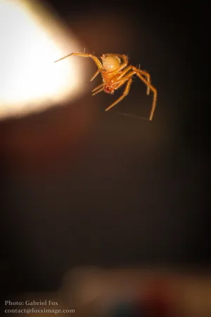 Spider - Art Prints